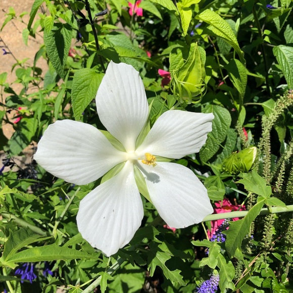 Meet your Posher, Elaine - Picture 3 of 3